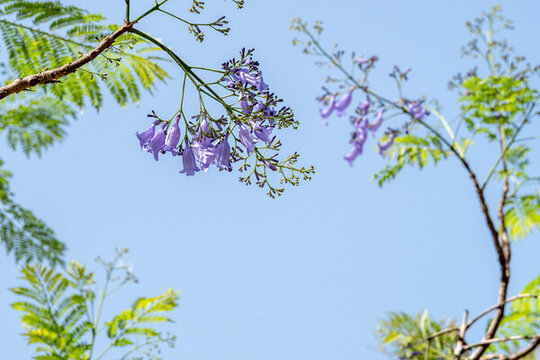 藍(lán)花楹