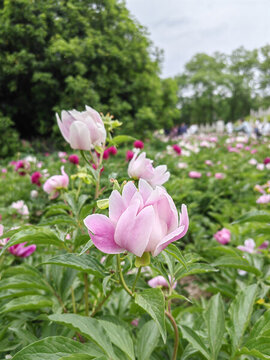 芍藥花園