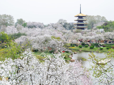 武漢東湖櫻花園櫻花