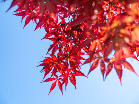 東麓花溪黃花風(fēng)鈴木