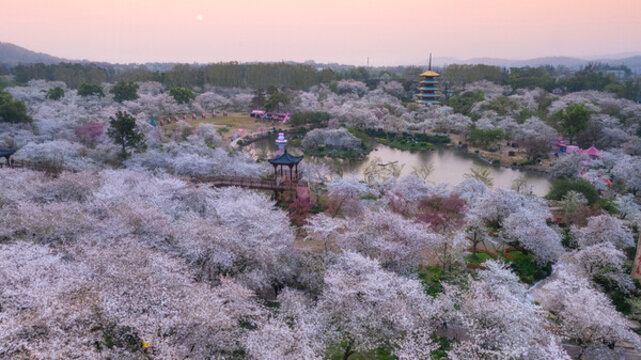 武漢東湖公園櫻花
