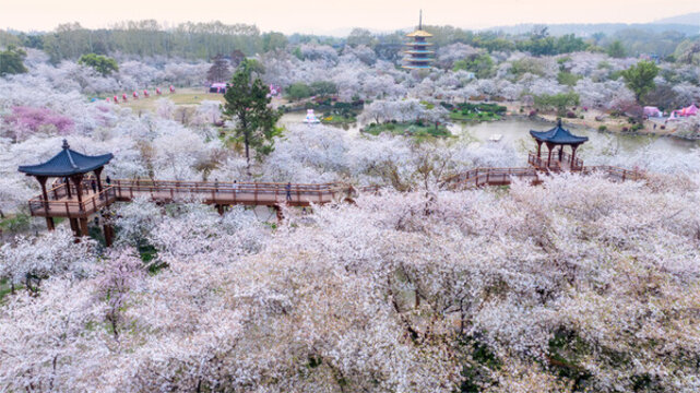 武漢東湖公園櫻花