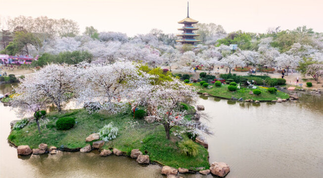 武漢東湖公園櫻花
