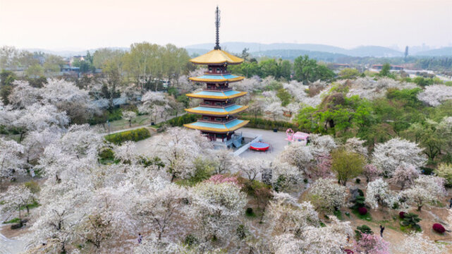 武漢東湖公園櫻花