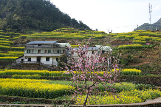 江南梯田油菜花