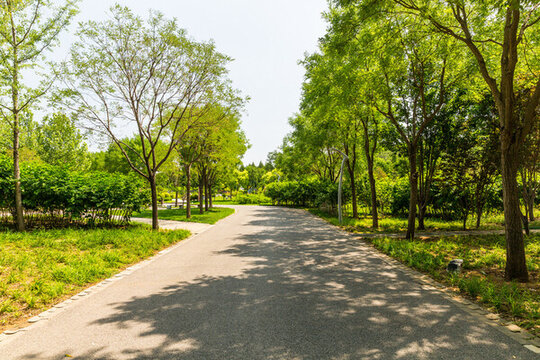 中央公園的林間小路