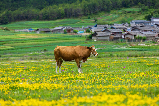 麗江南溪村花海