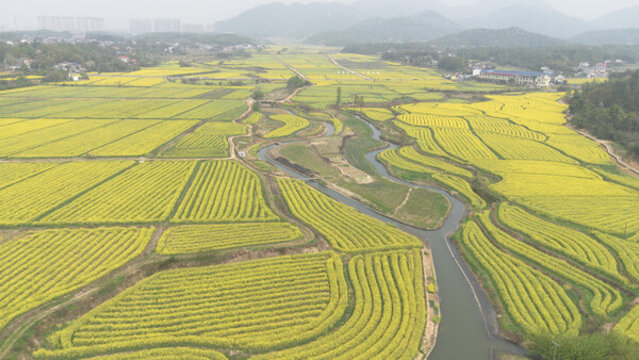 茶亭塔頂生樹油菜花海成詩