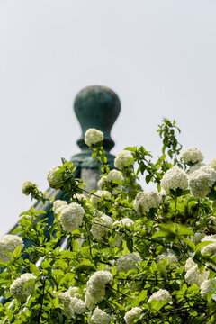 湖南烈士公園木繡球花開成詩