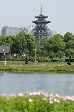 長(zhǎng)沙洋湖濕地公園月見(jiàn)草