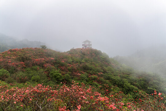 瀏陽(yáng)大圍山的夢(mèng)幻云海與杜鵑花海