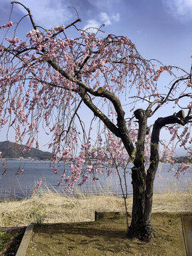 日本櫻花