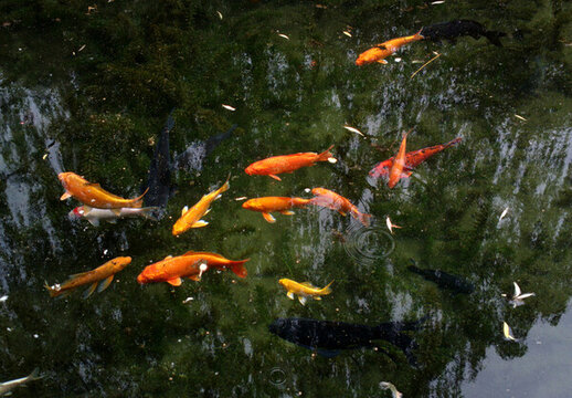 鯉魚