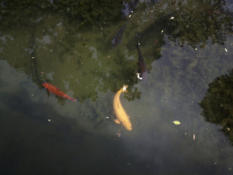 鯉魚