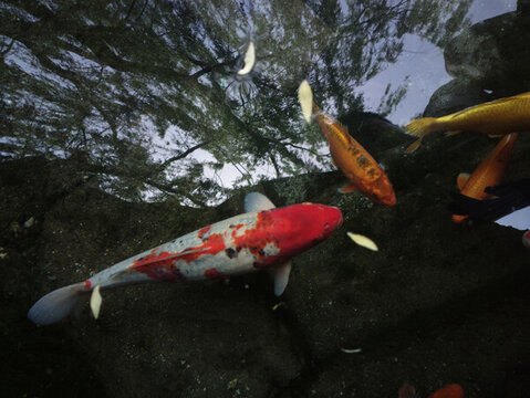 鯉魚
