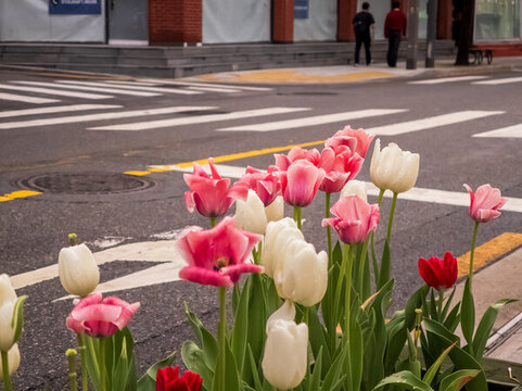 城市道路旁盛開的鮮艷郁金香
