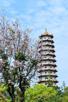 福州羊蹄甲西禪寺