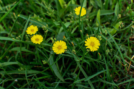 中華苦荬菜