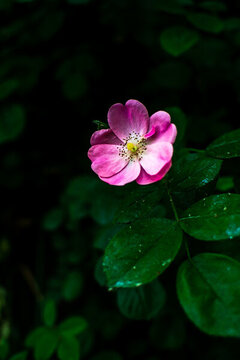 粉色薔薇花