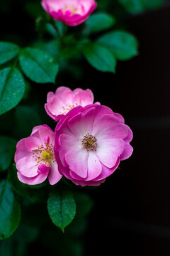 粉色薔薇花