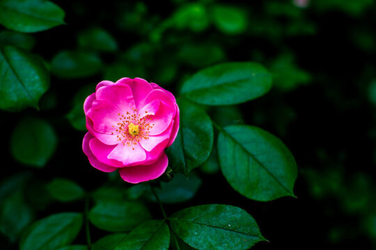 粉色薔薇花