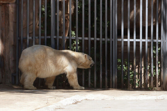 動(dòng)物園里的北極熊