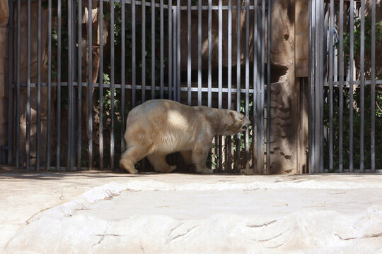 動(dòng)物園里的北極熊