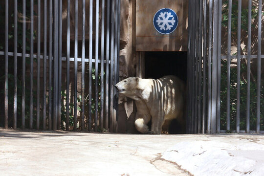 動(dòng)物園里的北極熊