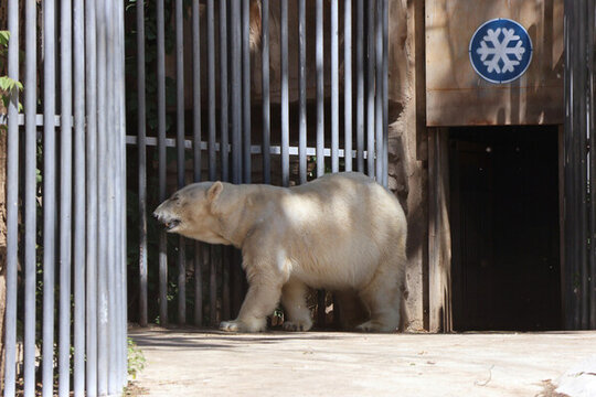 動(dòng)物園里的北極熊