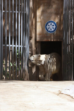 動(dòng)物園里的北極熊