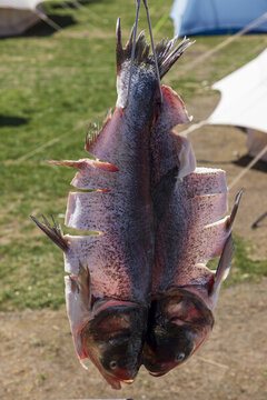 開(kāi)江魚