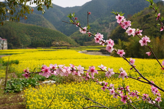 油菜花
