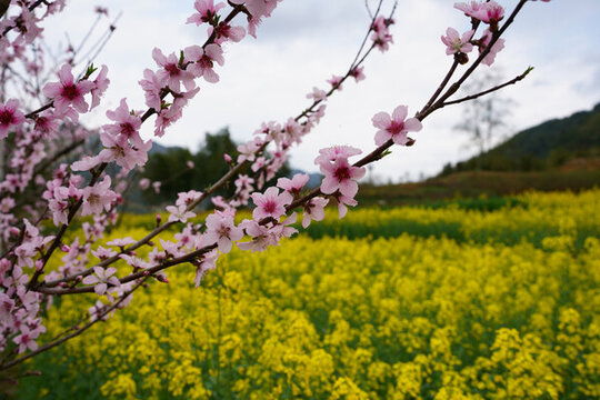 油菜花
