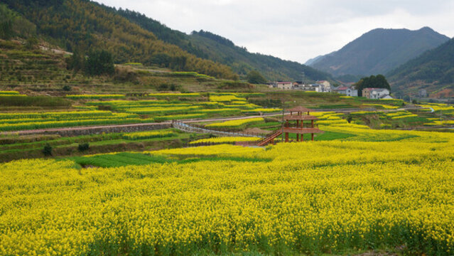油菜花