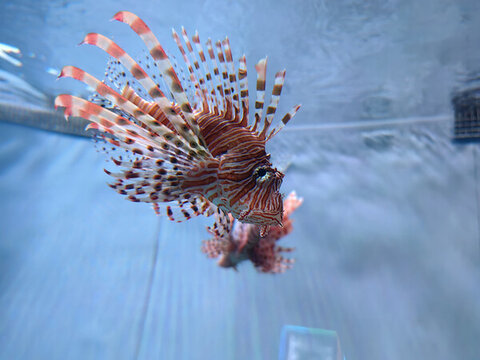 水中游弋的美麗獅子魚(yú)