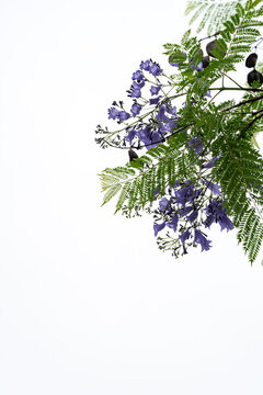 藍花楹