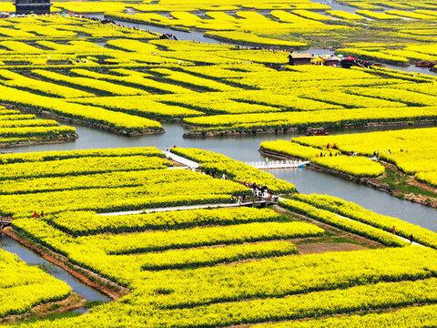 水鄉(xiāng)油菜花海美麗風(fēng)光