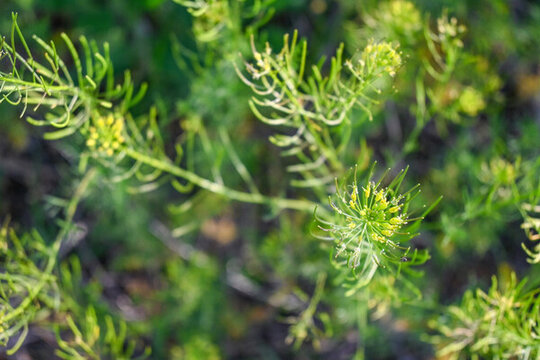 野草花米米蒿麥蒿播娘蒿草本植物