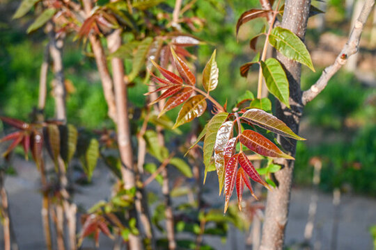春天野生露天新鮮頭茬香椿芽香椿樹(shù)
