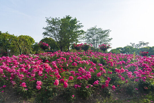 月季花圃