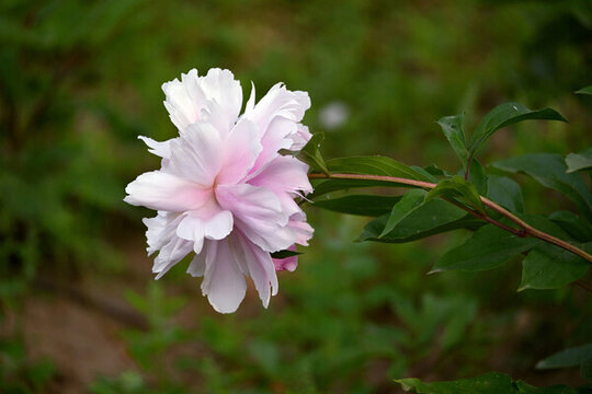 粉色芍藥花