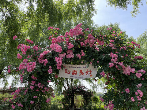 春天盛開(kāi)的桃紅色薔薇花