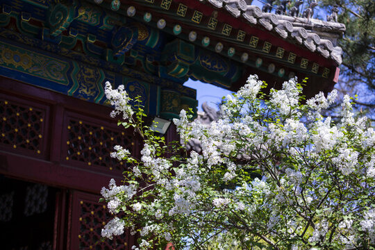 丁香