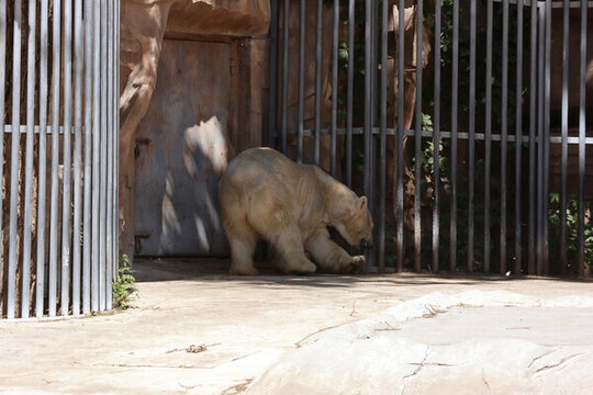 動物園里的北極熊
