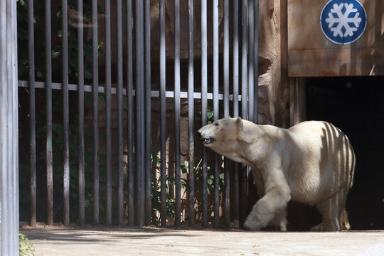 動(dòng)物園里的北極熊