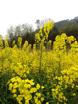 燦爛綻放的金黃油菜花田