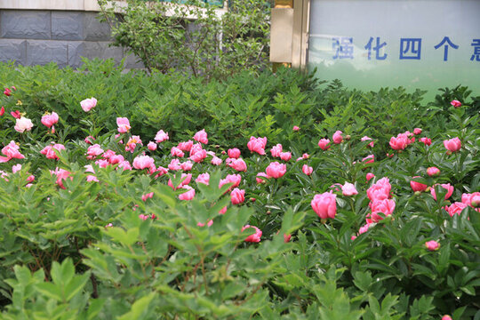 盛放的粉色芍藥花叢