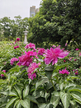 芍藥園