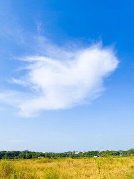 田野