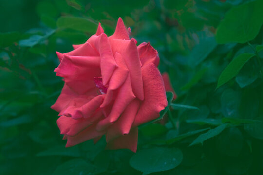 月季花